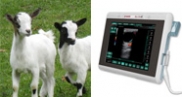 Ecografi